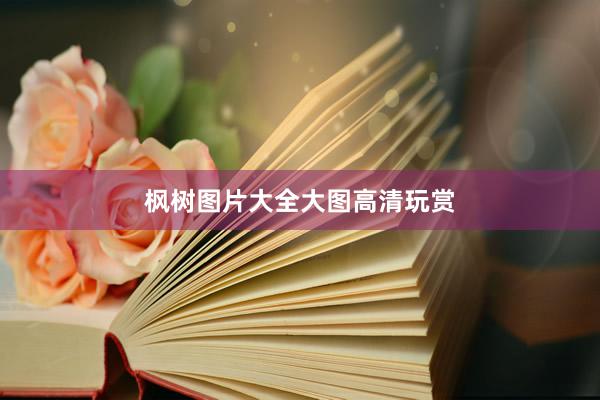 枫树图片大全大图高清玩赏